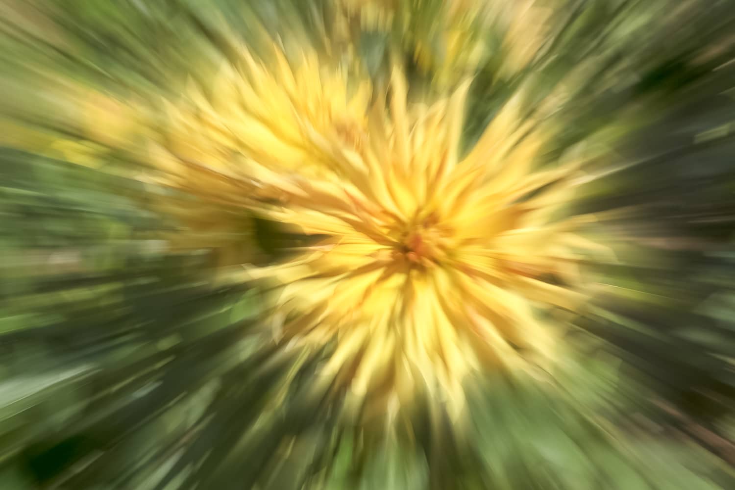 Blumenpoesie durch ICM-Kamerabewegung