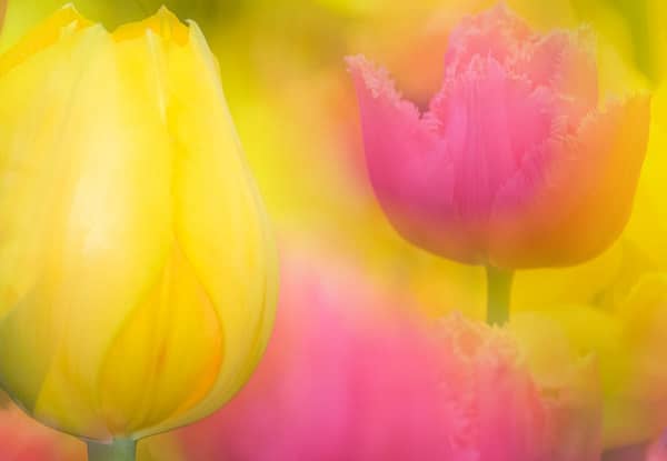 Tulpen-Poesie